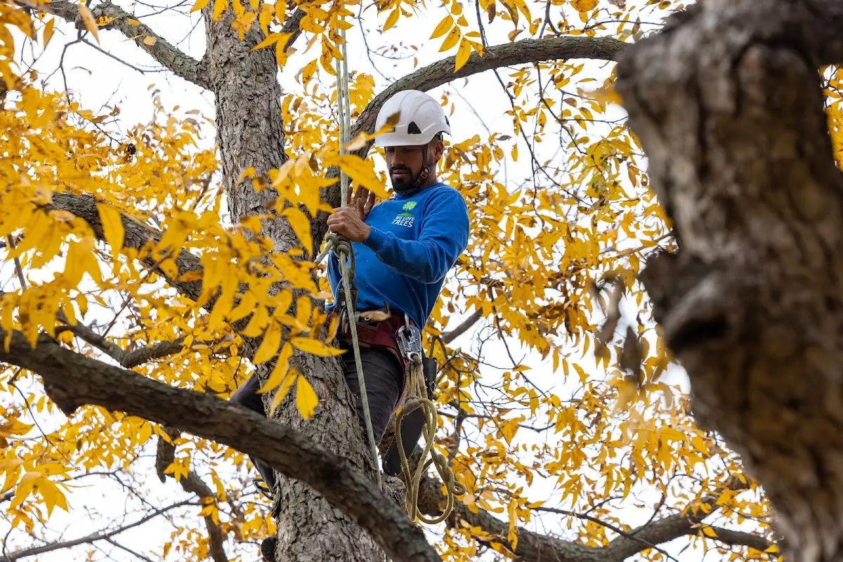 Skilled Tree Transplanting crew working in Flat Rock